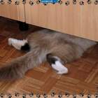 назывется спрятался))) pic