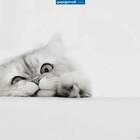 Привет! а нет котлет? pic