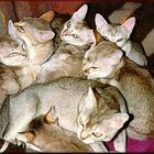 Замечательные котятки! pic