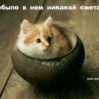 Походу, он всю сметану уже давно съел - вон, даже следов на лице не осталось. pic