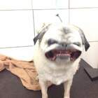 TrollFace. Ну похоже pic