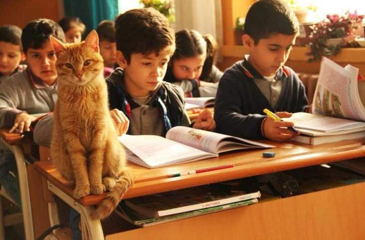 Запишите за меня сочинение, а то у меня лапки