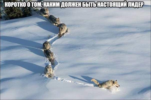 вожак последний а впереди самые слабые, волки не дебилы