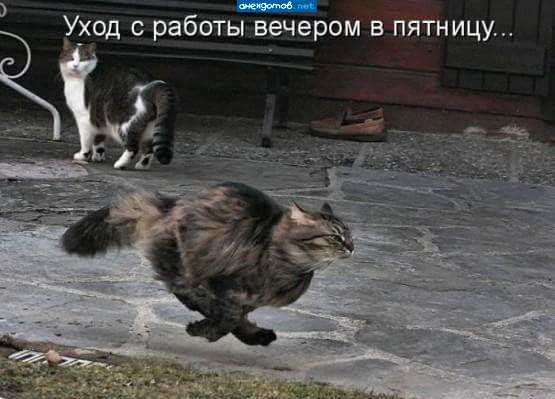 На работу как тюлень, не загонишь. А с работы как олень, хрен догонишь.
