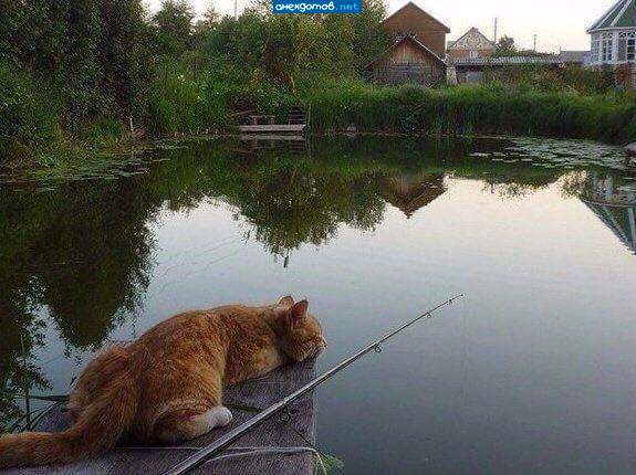 Хорошо у нас в Простоквашине...