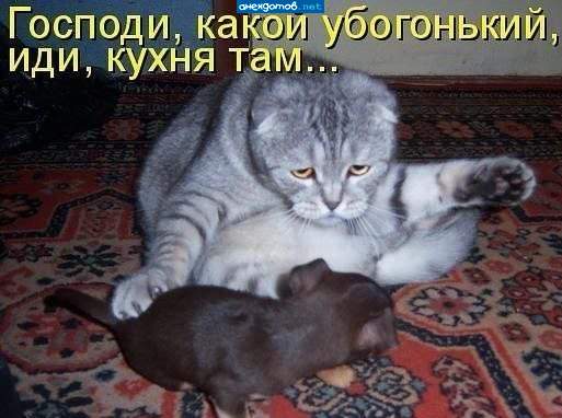 Пойдем, молочка тебе дам, жалкий ты мой....