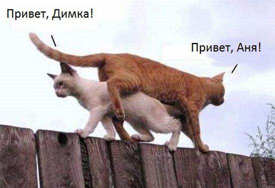 Толкаются только бараны, культурные — вежливо расходятся