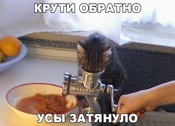 Кот сначала не любил мясорубку, а потом втянулся