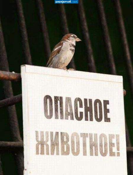 Я просто зверь!!! Всех порву!!!