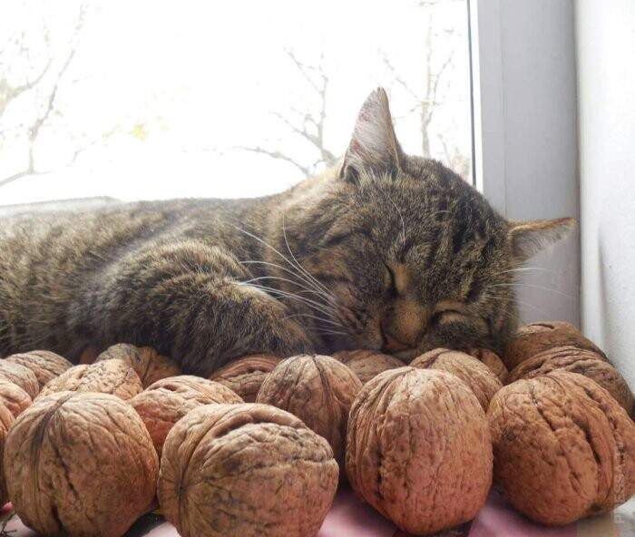 Ореховая Соня