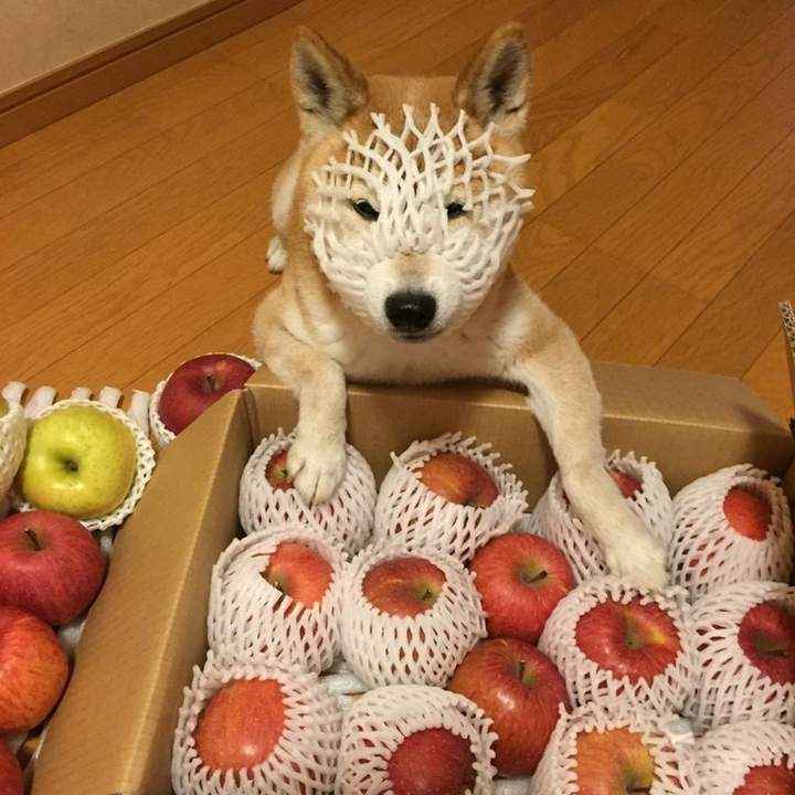 "Ну,скажите моим хозяевам, что они дураки..."