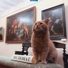 На выставке Ван Гога Кот — главный экспонат