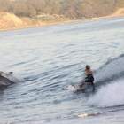 "Морские лайки"