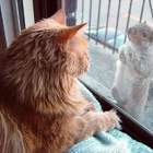 "И к котам белка приходит ?"
