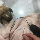 "Вообще то это кролик"