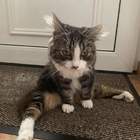 "у бедного кота парализованы задние лапы, ничего смешного в этом нет"