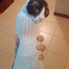 "Шерстяная котолбоса."