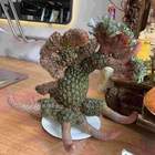 "Надо же, в слове ikebana усмотрели мат. wow"