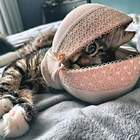 "Корона кошачьей империи"