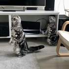 "муж купил 3D-принтер и никак не наиграется; теперь у нас три собаки, два кота..."