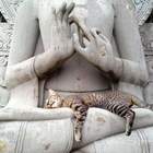 "Кошка — фигня! Что у статуи с пальцами"