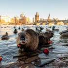 "водоплавающая живность бывает разная"