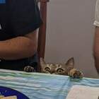 "не всегда коту масленица"