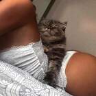 "Настоящий кот! И кошечка конечно"