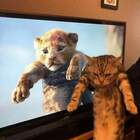 "Кот круче."