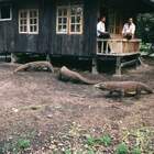 "Это местные волки — санитары леса"