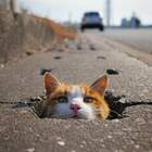 "Котовая нора."