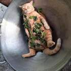 "А потом суп с котом."